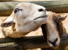 schapen
