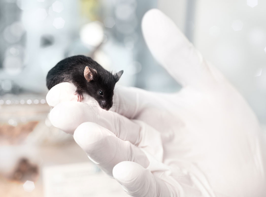 Lutte contre l’expérimentation animale : la Flandre prend l'initiative