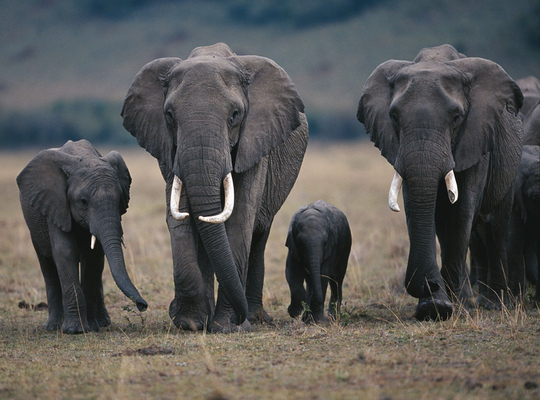 L’UE souhaite s’attaquer au commerce illégal d’animaux L’UE souhaite s’attaquer au commerce illégal d’animaux