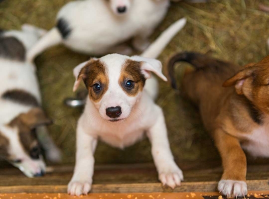 (c) iStock hond
