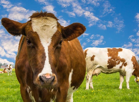 (c) Thinkstock