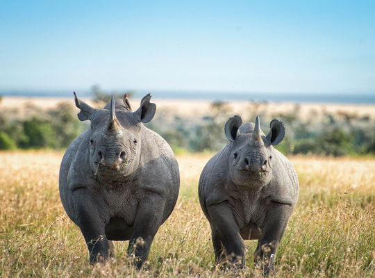 Lutter contre le commerce illégal d’animaux et de plantes Lutter contre le commerce illégal d’animaux et de plantes