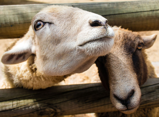 schapen