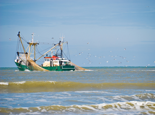 Protecting the Flemish fishing industry against Brexit